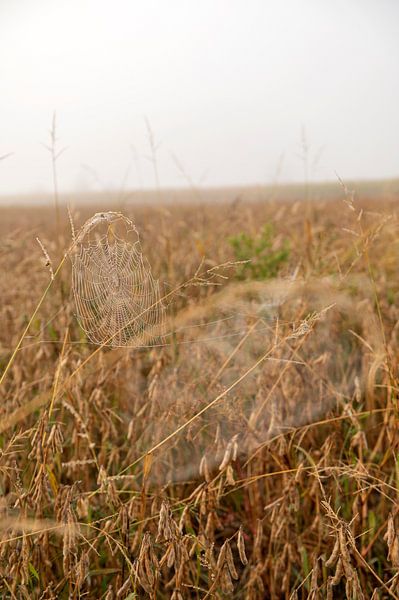 Dew on a spider's web by Richard Wareham
