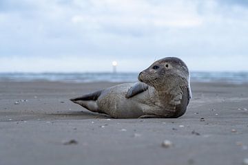 Phoque sur la plage De Hors Texel sur Ronald Timmer