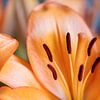 Orangefarbene Lilie von Laura Vijverberg
