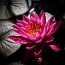 Dark Pink Lotusflower von Esther Swaager Miniaturansicht
