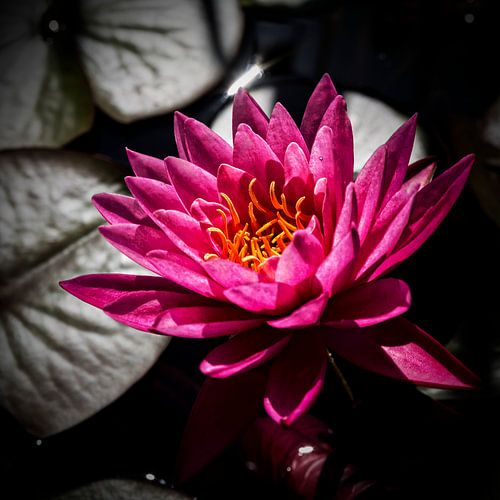 Dark Pink Lotusflower