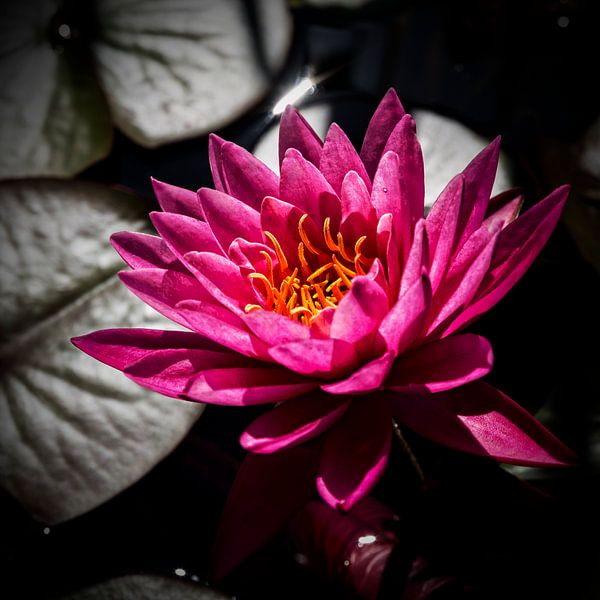 Dark Pink Lotusflower von Esther Swaager
