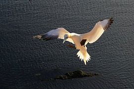 Jan van Gent by Antwan Janssen