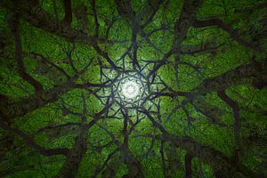 Mandala-Bäume (2) von Mark Scheper