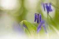 Bluebell