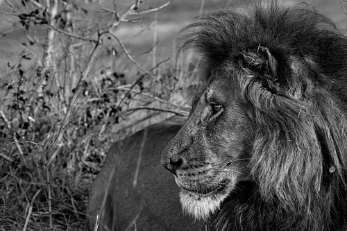 The lion
