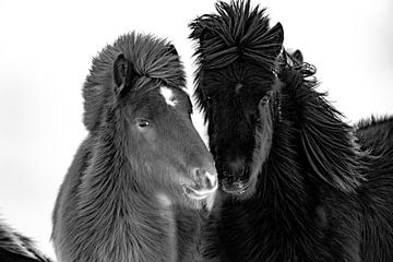 Icelandic horses in winter. by Ron van der Stappen