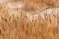 Grain Field