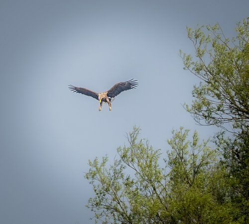 Zeearend land in de boom. van Wouter Van der Zwan