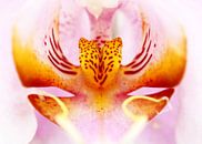 Close-up van een orchidee in roze en geel van Caroline van der Vecht thumbnail