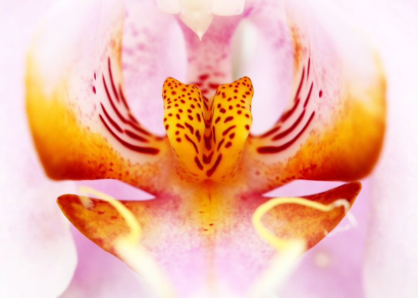 Close-up van een orchidee in roze en geel van Caroline van der Vecht