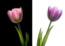 Tulip on black and white by John Bouma