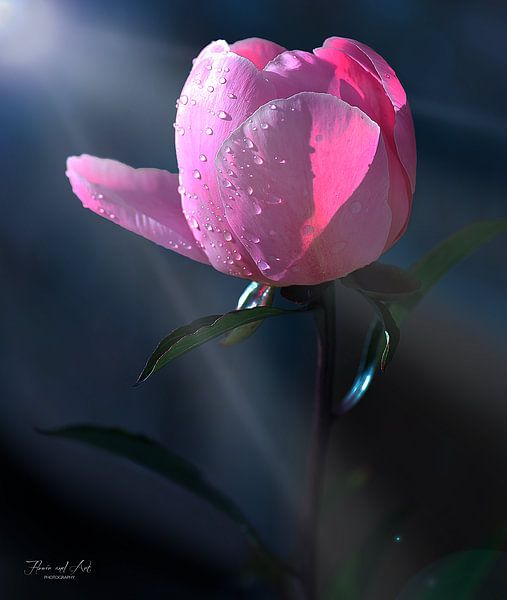 Pioenroos met dauwdruppels (Paeonia) van Flower and Art