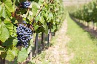 Druiventak wijngaard Frankrijk van Tess Smethurst-Oostvogel thumbnail