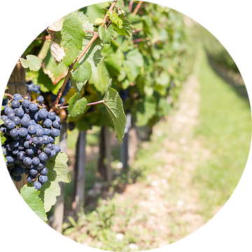 Druiventak wijngaard Frankrijk