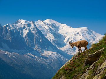 Young ibex in front of Mont Blanc by Menno Boermans