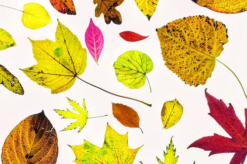 Kleurige herfstbladeren met een witte achtergrond