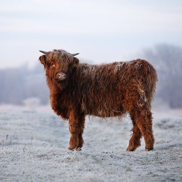 Scottish Highlander by PeetMagneet