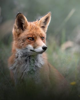 Der Fuchs im Feld