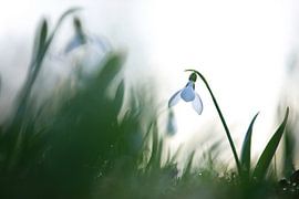 Perce-neige sur Marko Sarcevic