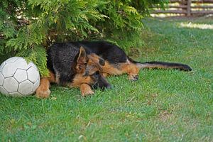 Schäferhündin (Welpe) liegend mit Ball
