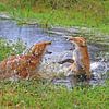 Vechtende vossen in het water sur Michel de Beer