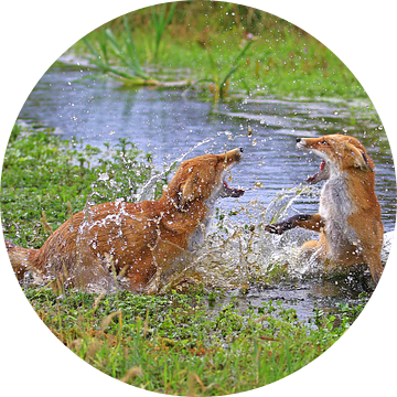 Vechtende vossen in het water van Michel de Beer