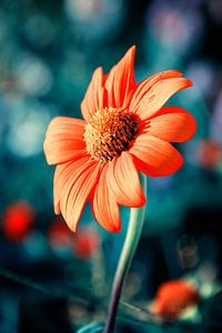 Gazania orange