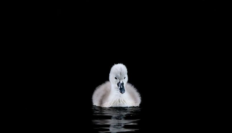Solitude little Swanling by Valesca van Zwieten