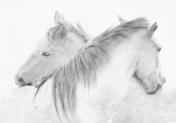 Paarden van Marie-Anne Stas