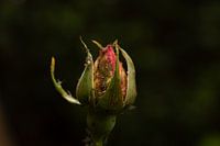 rozen knop
