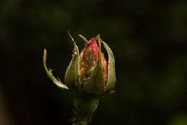 rozen knop von Lisenka Pauw