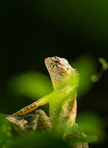 Eye of the Lizard