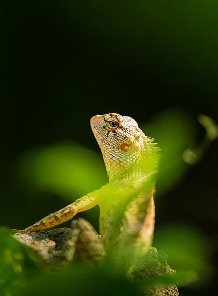 Eye of the Lizard by Rudolfo Dalamicio