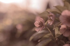 Blumen Teil 126