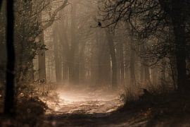 A misty morning in March by Herwin Jan Steehouwer