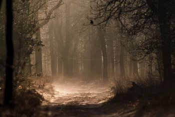 Ein nebliger Morgen im März