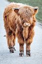 Schotse Hooglander - Amsterdamse Bos van Photography by Cynthia Frankvoort thumbnail
