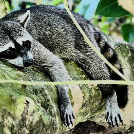 Racoon resting on a tree in Costa Rica van Tim van Vilsteren