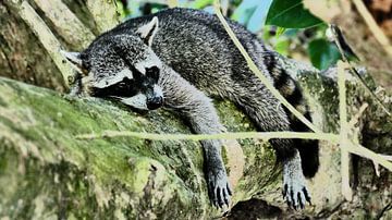 Racoon resting on a tree in Costa Rica van Tim van Vilsteren