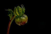 Flower in bud