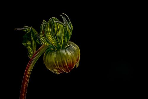 Bloem in de knop