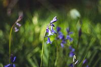 Paarse bos hyacint in de lente