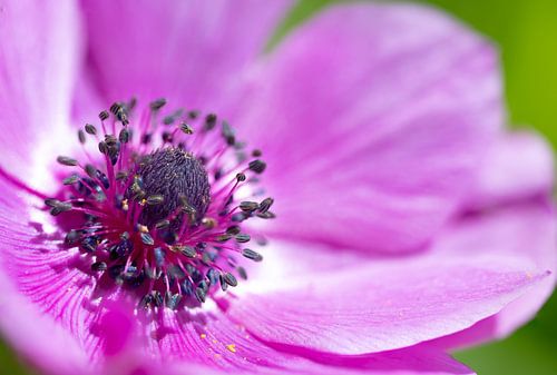 Rosa Gartenstiefmütterchen