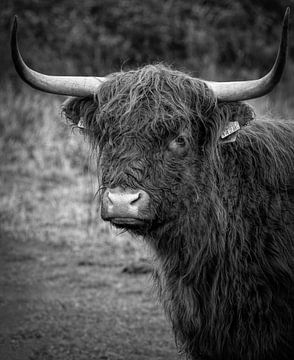 Schotse Hooglander portret in zwart-wit van Marjolein van Middelkoop