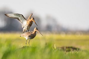 Parende Grutto's in de natuur van de Alblasserwaard in het laatste avondzonnetje van de dag. In de D