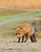 Eating fox