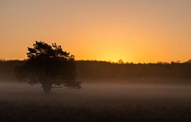 Foggy look 2 by WILBERT HEIJKOOP photography