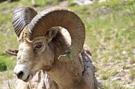 Gros plan, mouton bighorn, dans, parc national banff, canada par Phillipson Photography Aperçu