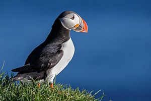 Island: Ein Papageientaucher vor dem Hintergrund des blauen Meeres.
